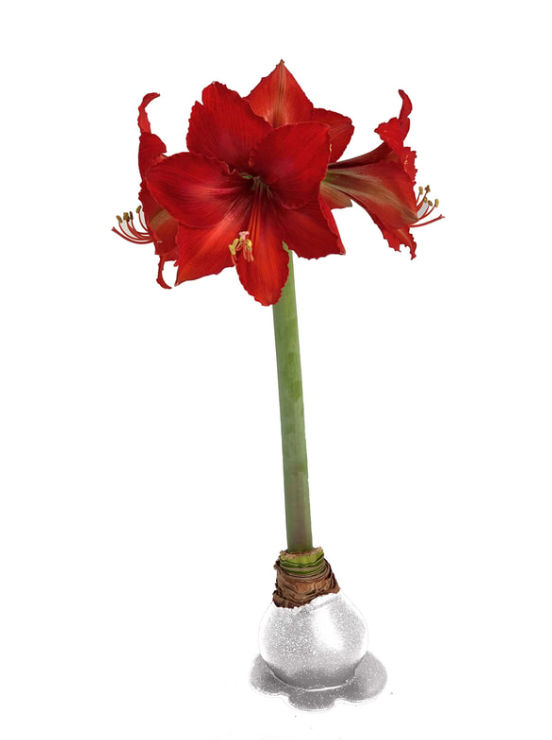 Amaryllis CRIMSON - SILVER W/ GLITTER Bulb