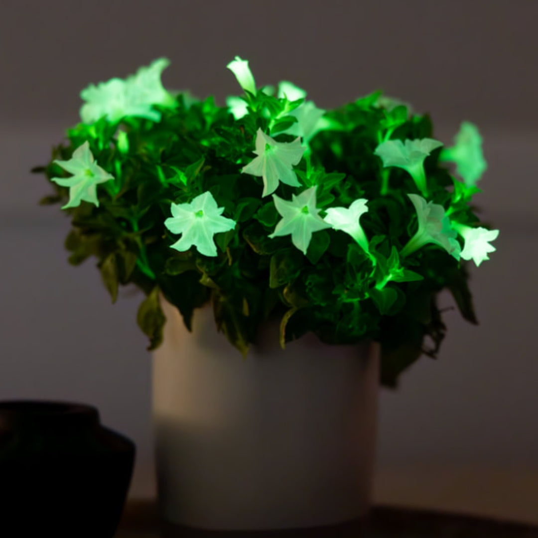 Petunia Firefly - Glow In Dark