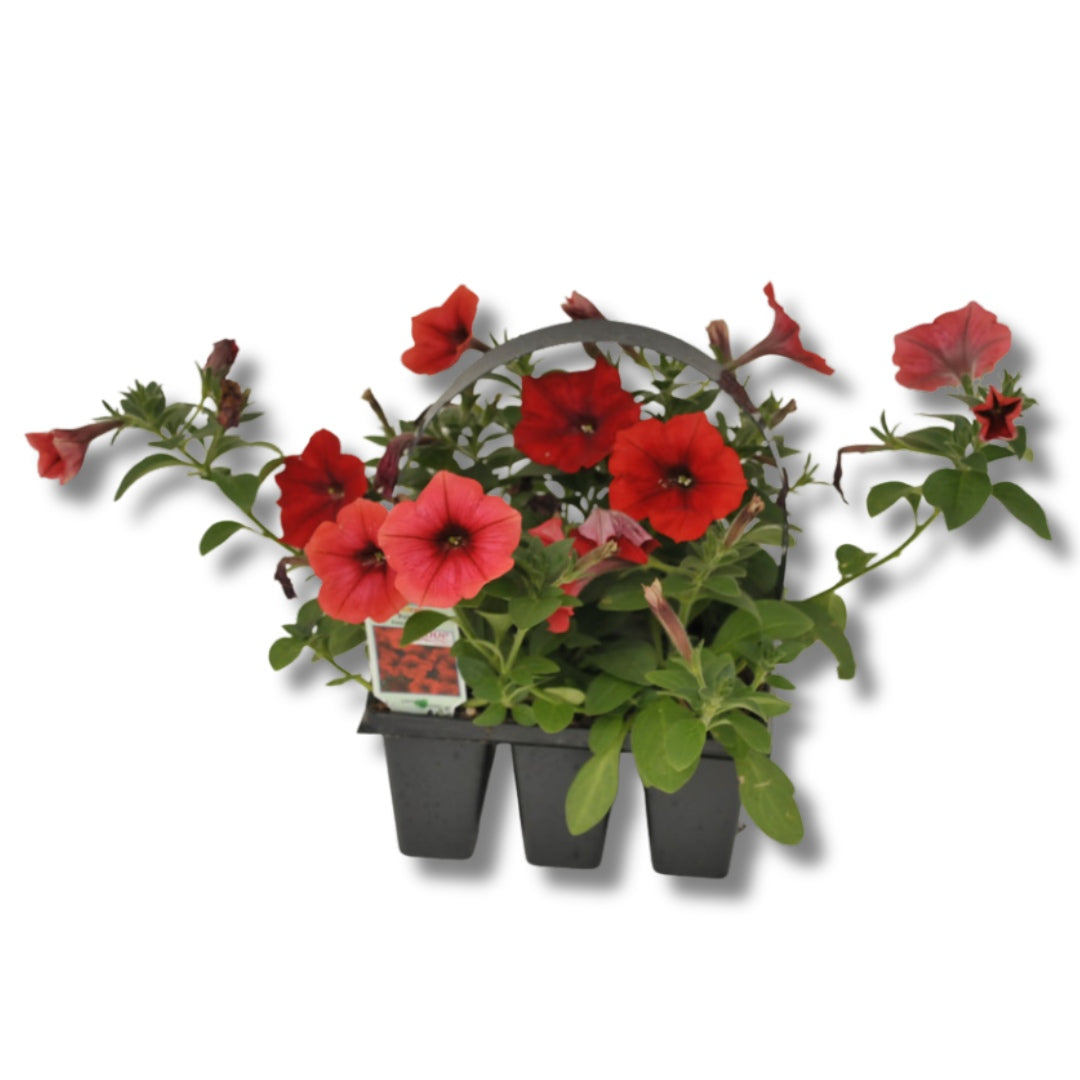Wave Petunias