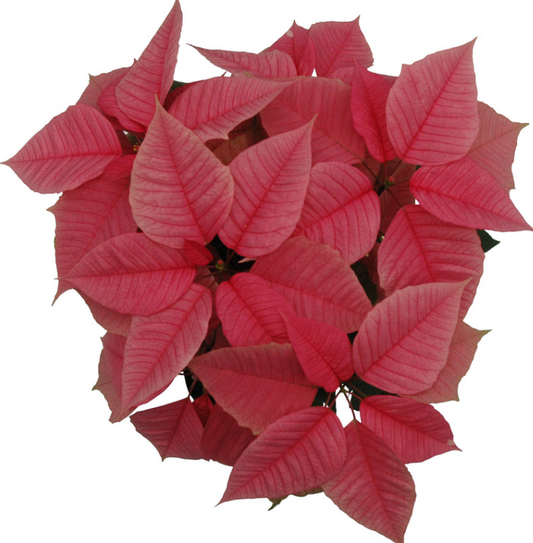 Classic PINK Poinsettia