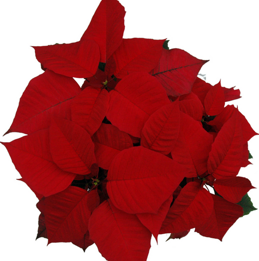 Classic RED Poinsettia