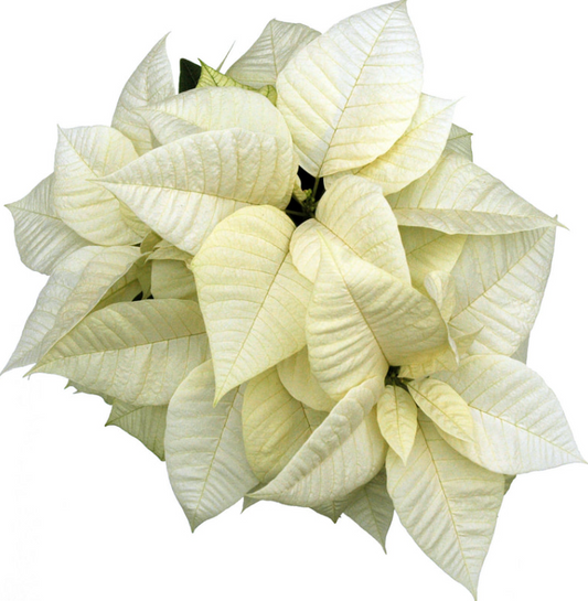 Classic CREAM Poinsettia