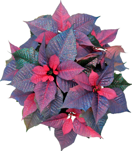 Painted CHAMELEON Poinsettia
