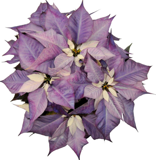 Painted PURPLE Poinsettia