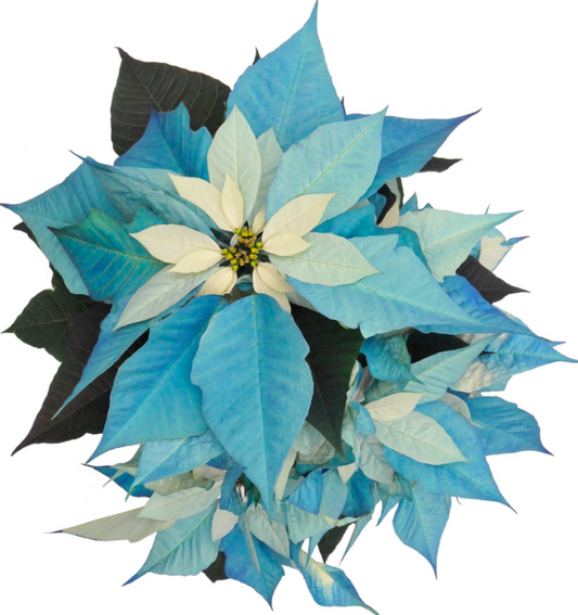 Painted BLUE Poinsettia