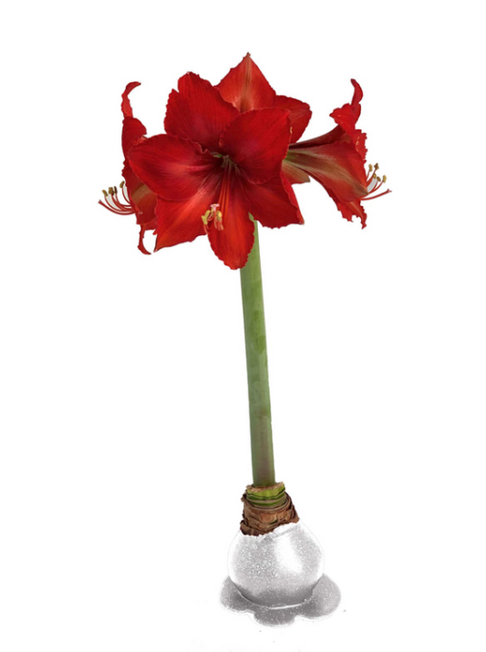 Amaryllis CRIMSON - SILVER W/ GLITTER Bulb