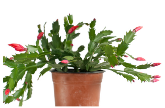 Christmas Cactus - 4 Inch Pot