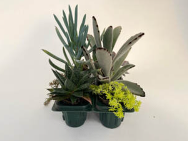 Succulent Combo - 6 Pack Assortment