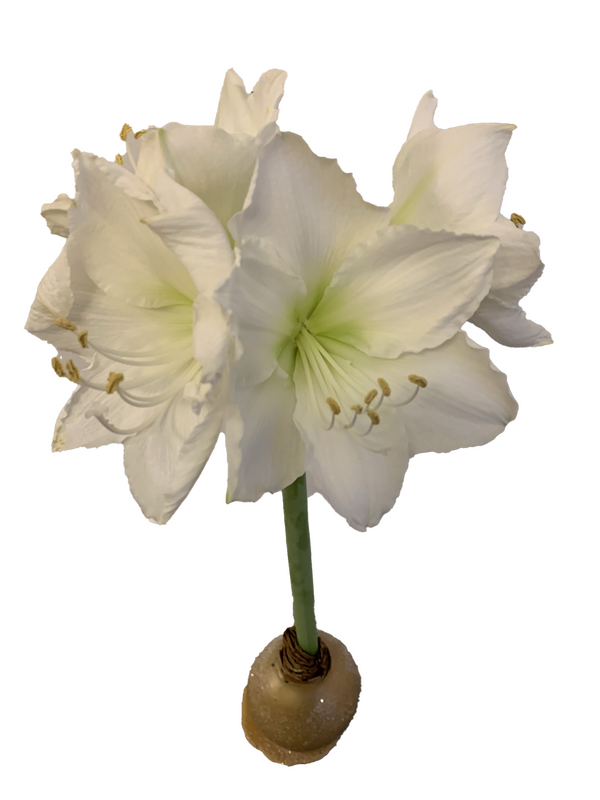 Amaryllis WHITE - GOLD W/ GLITTER Bulb
