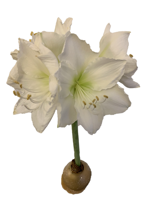Amaryllis WHITE - GOLD W/ GLITTER Bulb