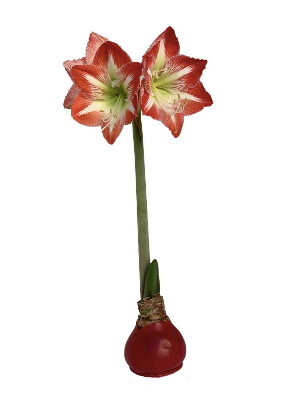 Amaryllis RED W/ GLITTER Bulb