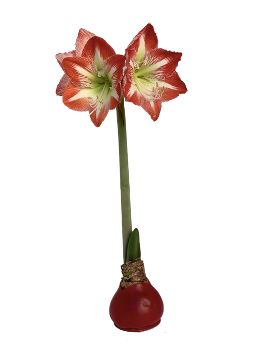 Amaryllis RED W/ GLITTER Bulb